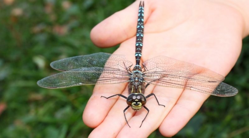 Una sola libélula puede comer cientos de mosquitos al día. Juro por este truco para atraer libélulas y deshacerte de todos los mosquitos