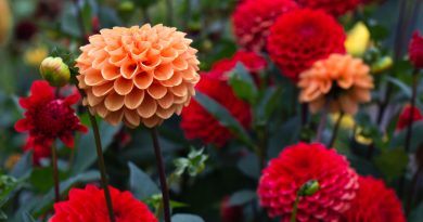 Guía paso a paso para disfrutar de dalias infinitas en tu jardín.