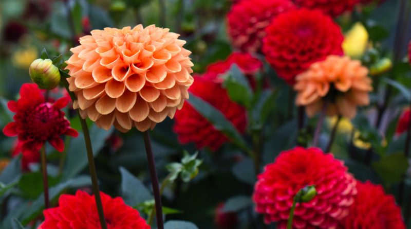 Guía paso a paso para disfrutar de dalias infinitas en tu jardín.