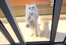 GATO VIENE A LA CASA DE UN HOMBRE CON UN REGALO DE AGRADECIMIENTO, SALE Y TRAE OTRO