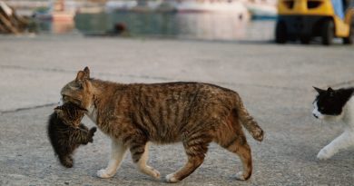 La gata madre lleva a su recién nacido al sofá, y el gato padre lo aprueba