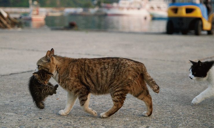 La gata madre lleva a su recién nacido al sofá, y el gato padre lo aprueba