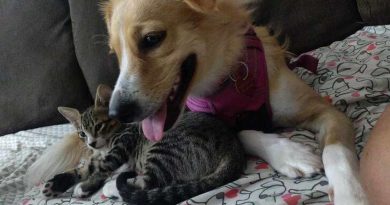 Una Perra Rescatada Conoce a un Gatito Huérfano — Y Se Convierte Inmediatamente en Su Mamá