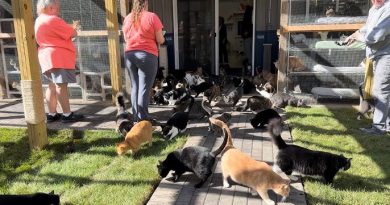 Los rescatadores capturan el conmovedor momento en que los gatos rescatados experimentan la hierba por primera vez en años