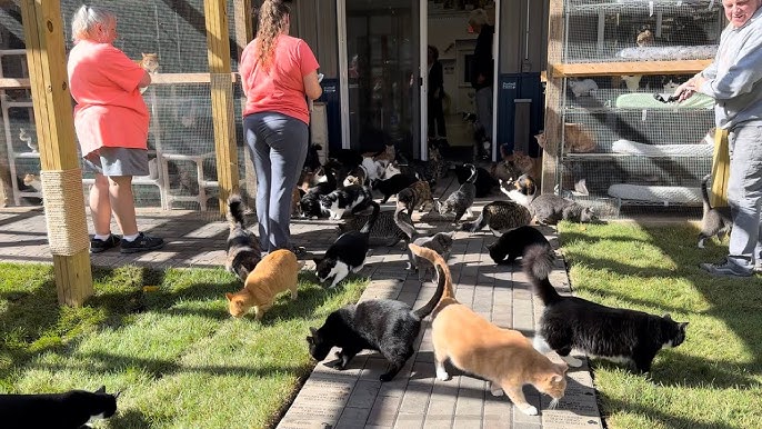 Los rescatadores capturan el conmovedor momento en que los gatos rescatados experimentan la hierba por primera vez en años