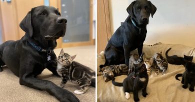 Conoce a Bertie, un labrador de un año del refugio. El personal del refugio se dio cuenta de lo grande que era el corazón de Bertie cuando vino a ayudarlos a criar una camada de siete gatitos