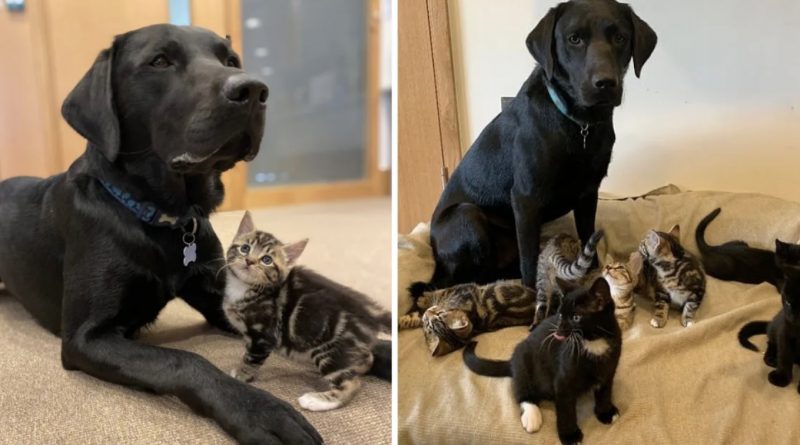 Conoce a Bertie, un labrador de un año del refugio. El personal del refugio se dio cuenta de lo grande que era el corazón de Bertie cuando vino a ayudarlos a criar una camada de siete gatitos