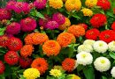 Por Qué Todos Deberían Cultivar Zinnias