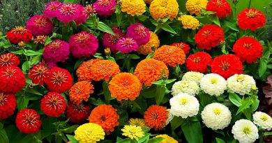 Por Qué Todos Deberían Cultivar Zinnias