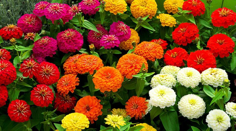 Por Qué Todos Deberían Cultivar Zinnias