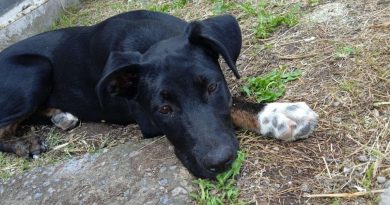 El Corazón de una Rescatista se Rompe Después de Leer una Nota Sobre un Perro Durmiendo en la Calle