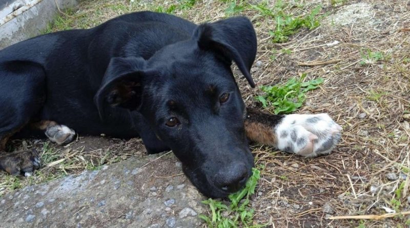 El Corazón de una Rescatista se Rompe Después de Leer una Nota Sobre un Perro Durmiendo en la Calle