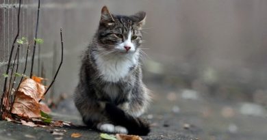 “No podré enviar esta carta, tú no podrás leerla”… Carta de un gato callejero a su dueña, que ya no está viva.