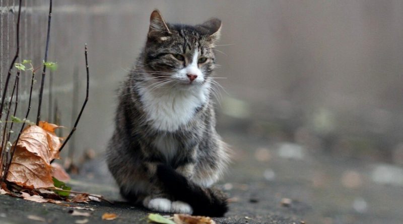 “No podré enviar esta carta, tú no podrás leerla”… Carta de un gato callejero a su dueña, que ya no está viva.