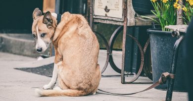 “El perro miraba suplicante a cada transeúnte, pero todos pasaban de largo. Solo un chico con un abrigo caro vino en su ayuda.”