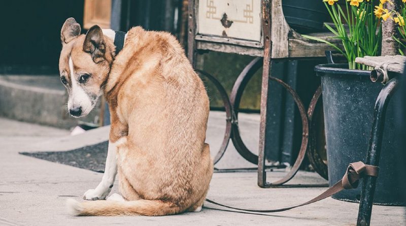 “El perro miraba suplicante a cada transeúnte, pero todos pasaban de largo. Solo un chico con un abrigo caro vino en su ayuda.”