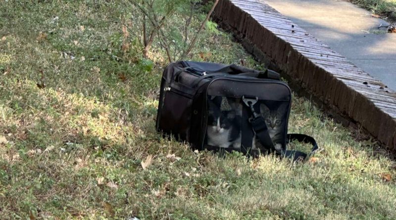 Propietaria Descubre Bolsa Negra en el Jardín — Luego Ve Cuatro Caras Mirándola