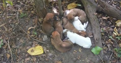 Excursionistas lo Dejan Todo Después de Tropezar con una ‘Pila de Cachorros’ en el Bosque