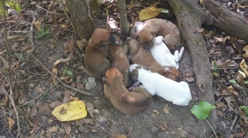 Excursionistas lo Dejan Todo Después de Tropezar con una ‘Pila de Cachorros’ en el Bosque