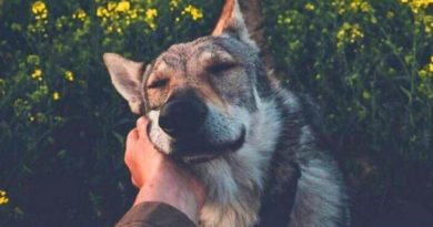 «Cuanto más conozco a las personas, más amo a mi perro.»