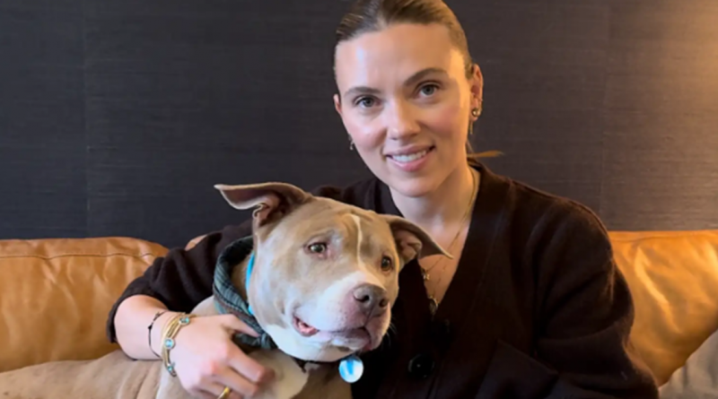 Scarlett Johansson tiene una cita a ciegas con una perrita pitbull de 12 años