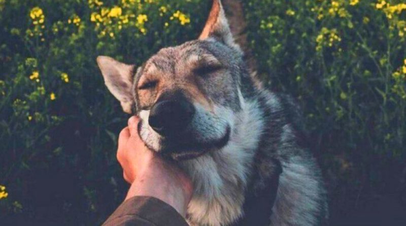 «Cuanto más conozco a las personas, más amo a mi perro.»