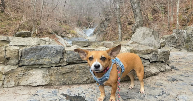 Adorable Dúo: Perro Rescatado y Gatita Callejera Forman una Enternecedora Amistad