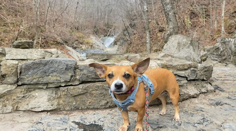 Adorable Dúo: Perro Rescatado y Gatita Callejera Forman una Enternecedora Amistad