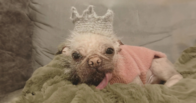 Conoce a Peggy, la perrita coronada como la más fea del Reino Unido, aunque nosotros creemos que es una ternura