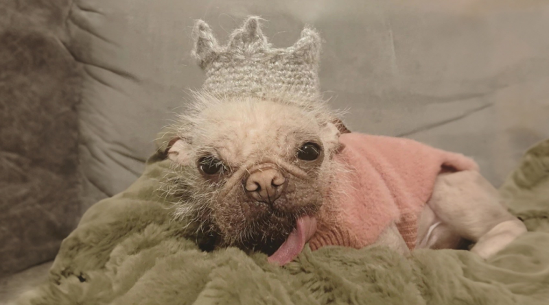 Conoce a Peggy, la perrita coronada como la más fea del Reino Unido, aunque nosotros creemos que es una ternura