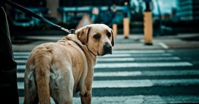 La última mirada de un perro leal que una vez más no tuvo suerte. Su corazón está roto, pero aún espera que lo amen y nunca lo vuelvan a traicionar