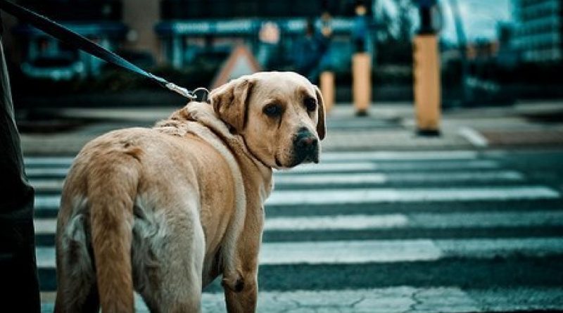 La última mirada de un perro leal que una vez más no tuvo suerte. Su corazón está roto, pero aún espera que lo amen y nunca lo vuelvan a traicionar