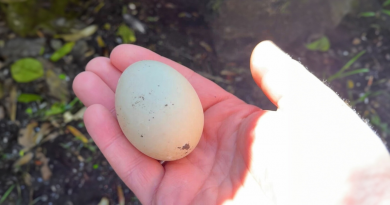 Hombre encuentra un huevo abandonado y decide llevarlo a casa, forjando una nueva amistad