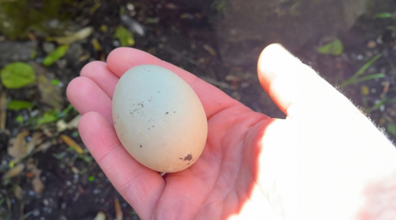 Hombre encuentra un huevo abandonado y decide llevarlo a casa, forjando una nueva amistad