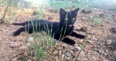 Al gato no le gustaba mucho su dueño al principio, pero ahora se van juntos de aventuras