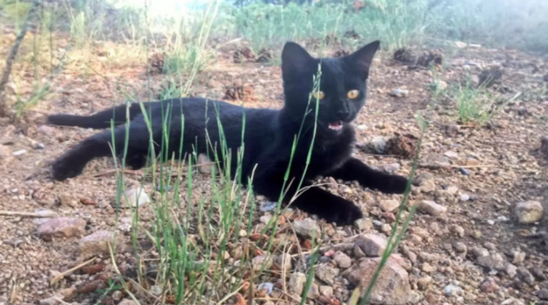 Al gato no le gustaba mucho su dueño al principio, pero ahora se van juntos de aventuras