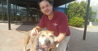 Hombre compra avión para poder llevar perros sin hogar a un lugar seguro