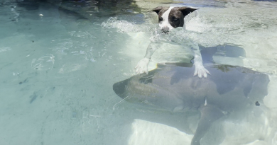 Un Perro Encuentra un Inesperado Mejor Amigo en un Tiburón Nodriza Salvaje, Y se Vuelve Viral, ¡Todos en Internet Lo Aman!