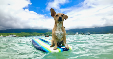 Llevo a mi Perro a Surfear Siempre que me lo Pide — Que es Casi Todos los Días