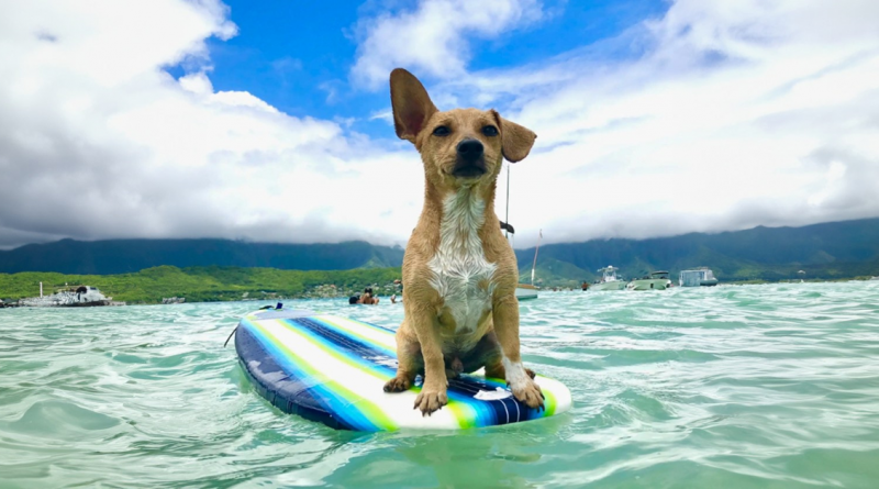 Llevo a mi Perro a Surfear Siempre que me lo Pide — Que es Casi Todos los Días