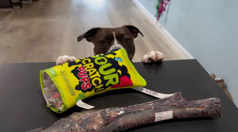 Perros incomprendidos finalmente pueden disfrutar de una experiencia de compras tranquila en esta tienda de mascotas