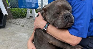 Un adorable pitbull no puede dejar de abrazar a la mujer que le dio un hogar temporal