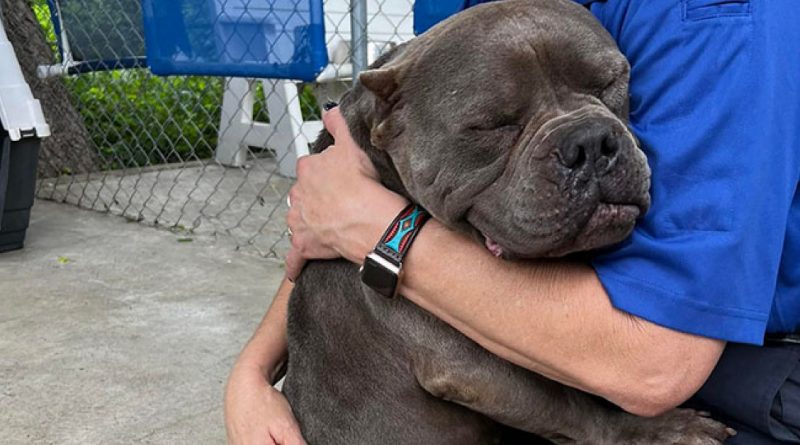 Un adorable pitbull no puede dejar de abrazar a la mujer que le dio un hogar temporal