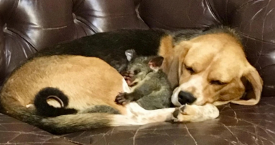 Una Mamá Beagle Adoptó a un Bebé Zarigüeya y Demostró Que el Amor Prevalece en Todas las Especies