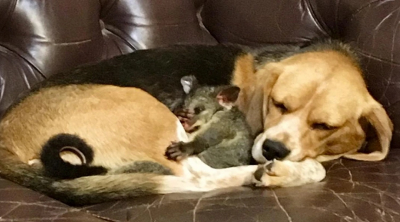 Una Mamá Beagle Adoptó a un Bebé Zarigüeya y Demostró Que el Amor Prevalece en Todas las Especies