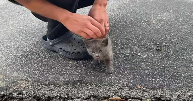 Gatito se acerca a un hombre en su patio delantero, se roza contra sus piernas y luego se sube a su hombro, listo para quedarse