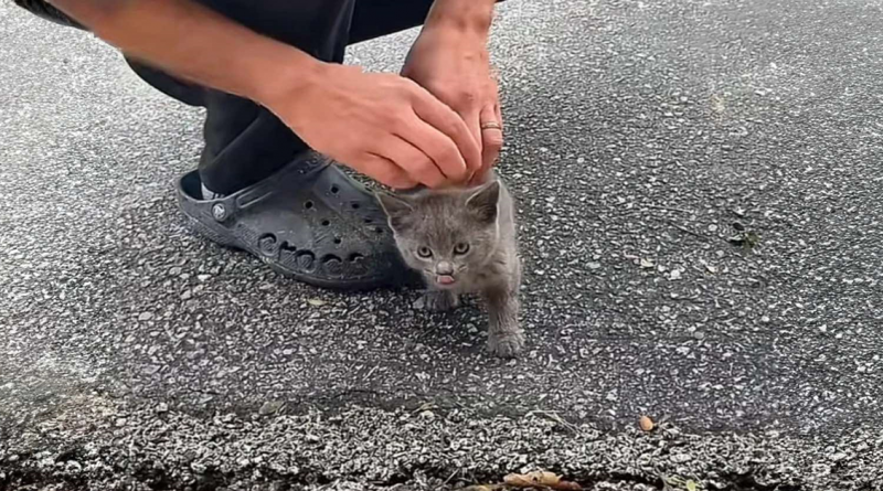 Gatito se acerca a un hombre en su patio delantero, se roza contra sus piernas y luego se sube a su hombro, listo para quedarse