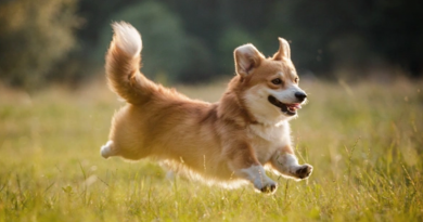 Maxine, la Corgi, consigue un trabajo