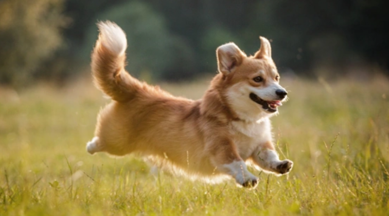 Maxine, la Corgi, consigue un trabajo