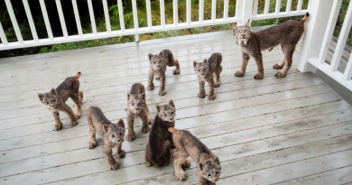 Mamá lince trae a sus 7 crías a la terraza de un hombre en un día nevado…